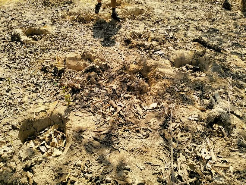Elephant footprints near the waterhole
